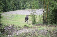 This moose was just meandering around