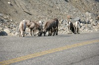 This group was picking at things along the Alaska Highway