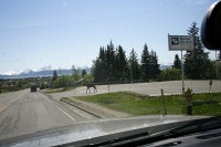 A moose wandering through the center of town.