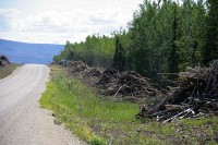 This is along the Klondike Highway to Whitehorse. Some construction and they are clearing the trees and brush on both sides.  I was told this was to make it easier to see wildlife that might be crossing the road.