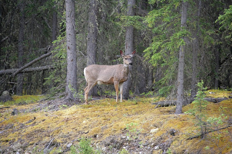 This one was watching from the sidelines