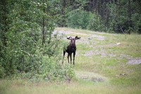 This moose was just meandering around, he became interested in what I was doing