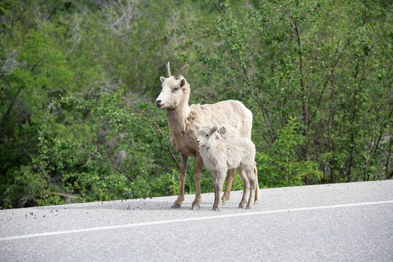 A heard of goats pretty much dominated the roadway into Jasper.