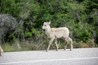 A heard of goats pretty much dominated the roadway into Jasper.