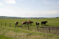 In getting off the main road to a more rural route, I stopped right beside this group of horses
