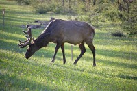 The velvet on her antlers was very pronounced with the backlighting