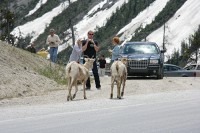 Once again a herd of sheep takes over the road