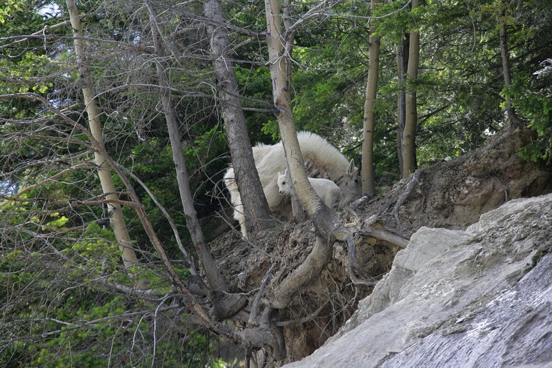 I found this group of Rocky Mountain Goats just before Radium Hot Springs