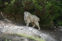 I found this group of Rocky Mountain Goats just before Radium Hot Springs