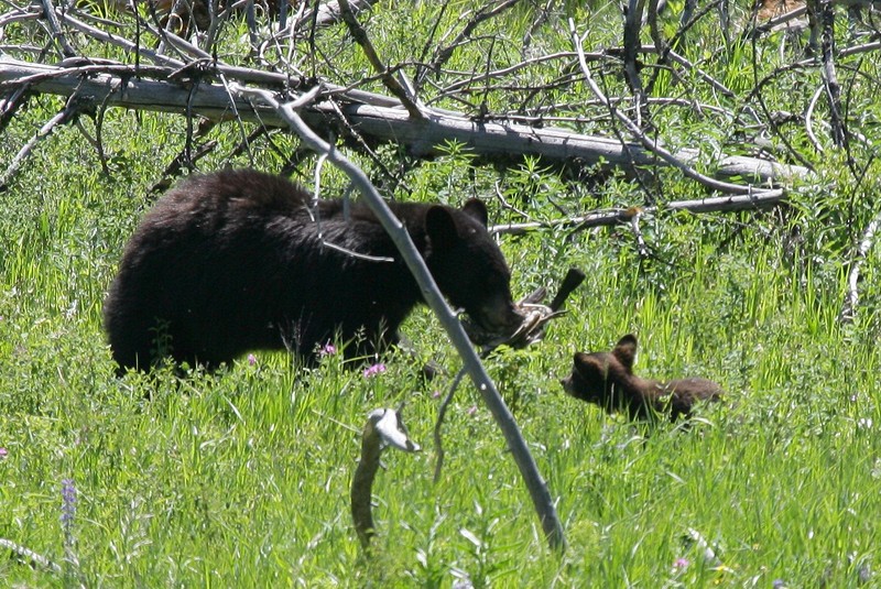 You can just barely see her cub in the tall grass