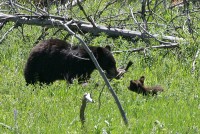 You can just barely see her cub in the tall grass