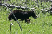 A black bear and her cub