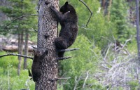 Now mom is violently shaking the tree and the cub is holding on tight;y