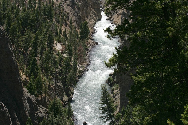 In Yellowstone, way down in a canyon.  Up high on the side, to my left, is a bald eagle's nest.