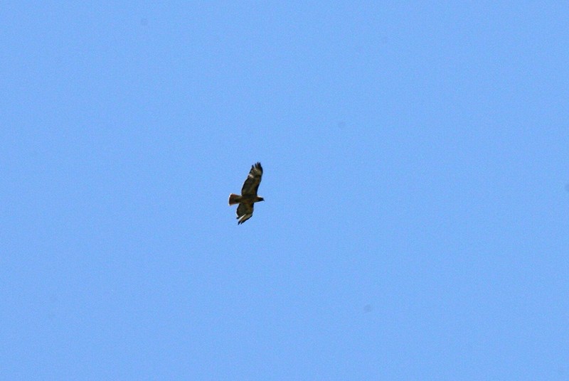 Here is the male bald eagle, climbing the thermals.  He left just as I was parking the bike.